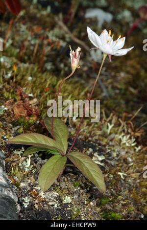 Chickweed wintergreen, Arctic starflower Foto Stock