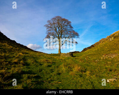 Lone Tree al divario di platano vicino Rigg in acciaio sul vallo di Adriano un antico muro romano in Northumberland North East England Regno Unito Foto Stock
