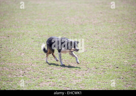 Kelpie - Australiano sheepdog Foto Stock