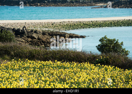 Narcisi narcisi sull isola di Gugh, isole Scilly, Scillies, Cornwall nel mese di aprile Foto Stock