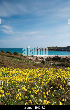 Narcisi narcisi sull isola di Gugh, isole Scilly, Scillies, Cornwall nel mese di aprile Foto Stock