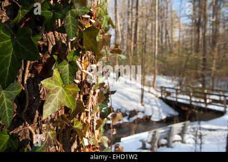 Inglese (Edera Hedera helix) su Andy Cove Trail - Pisgah National Forest, vicino Brevard, North Carolina, STATI UNITI D'AMERICA Foto Stock