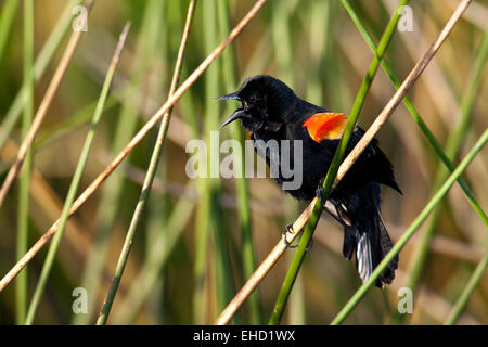 Maschio rosso-winged Blackbird Singing - Verde Cay zone umide - Boynton Beach, Florida USA Foto Stock