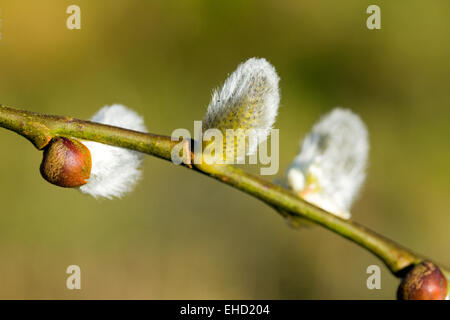 Amenti del salice in Kilmarnock Foto Stock