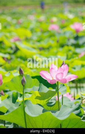 Primo piano della Rosa Lotus in un lago in una giornata di sole Foto Stock