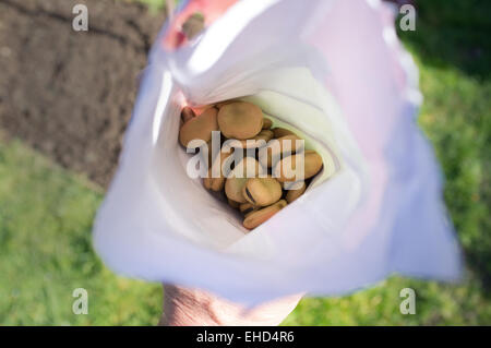 Un pacchetto di fave semi pronti per la semina. Foto Stock