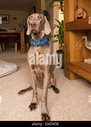 Weimaraner tedesco cane da caccia Foto Stock