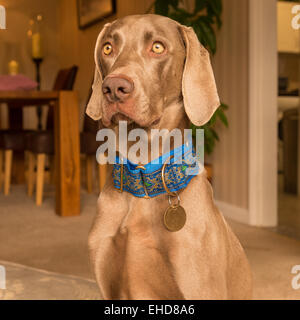 Weimaraner tedesco cane da caccia Foto Stock