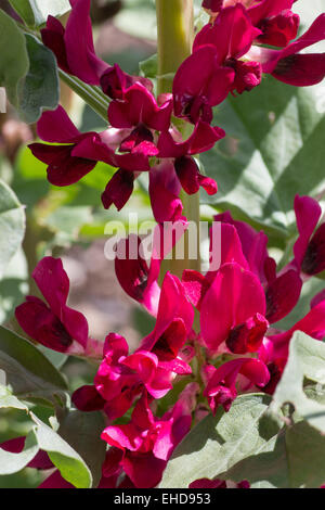 Fiore rosso ampio o fava, Vicia faba, una varietà del patrimonio cresce a Heligan gardens in Cornovaglia Foto Stock