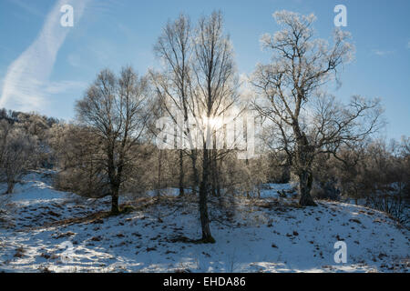 Winter Wonderland alberi retroilluminato sole che splende attraverso Foto Stock