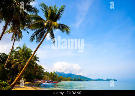 Barche in acqua e palme. Della Thailandia Foto Stock