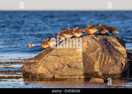 Red nodi in appoggio su di una roccia Foto Stock