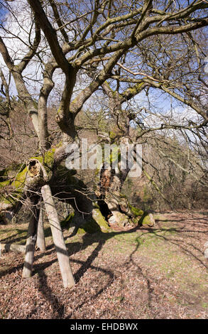 Il Cappone di albero in inverno. Jedburgh, Scozia Foto Stock