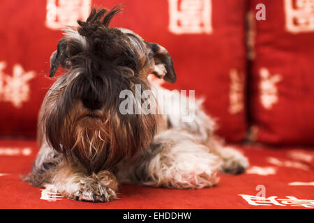 Cane minischnauzer posa sul divano rosso Foto Stock