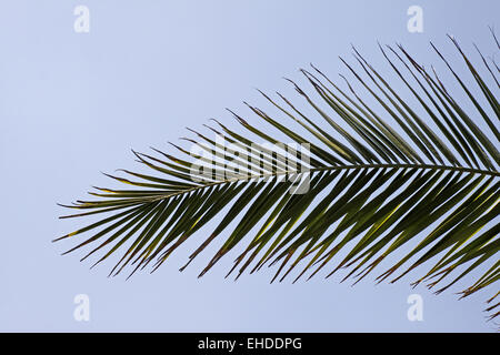 Isola Canarie data palm Foto Stock