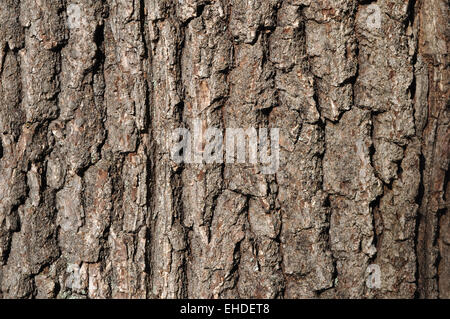 Close up della vecchia quercia corteccia texture di superficie Foto Stock