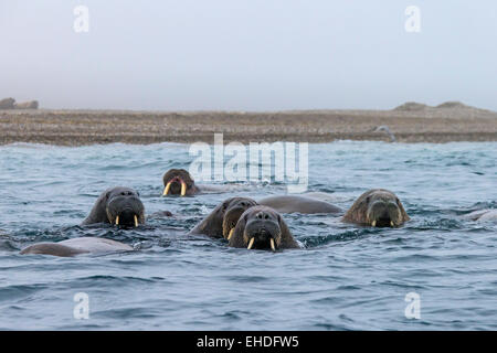 Gruppo di trichechi (Odobenus rosmarus) nuotare nel mare Artico, Svalbard, Norvegia Foto Stock