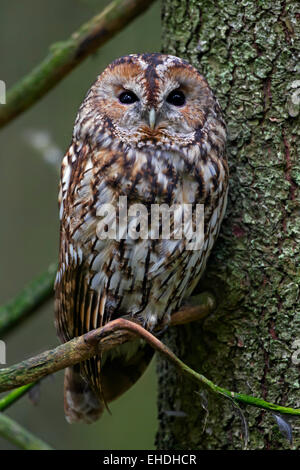 Allocco / marrone allocco (Strix aluco) arroccato in pino nella foresta di conifere Foto Stock