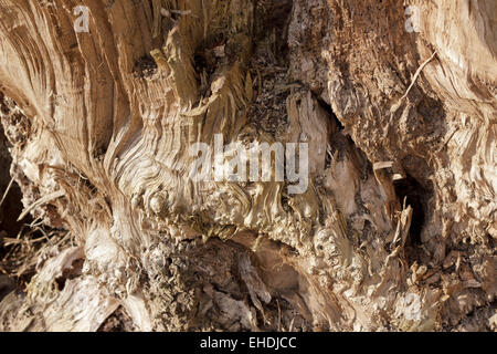 Tessitura di un vecchio albero tronco, Sandkrug, Schnakenbek, Schleswig-Holstein, Germania Foto Stock