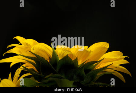 Sonnenblume Helianthus annuus Foto Stock