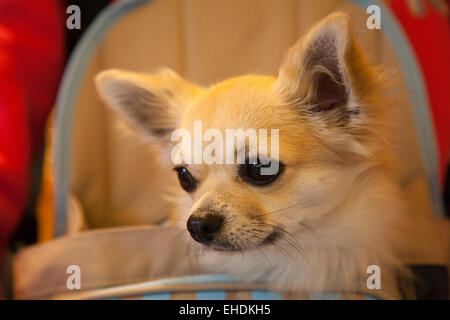 Il chihuahua cane artu, la Camargue, la Provenza, Francia, Europa Foto Stock