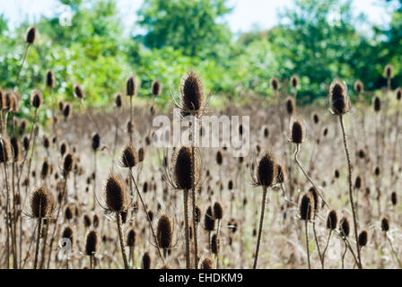 Campo di marrone e secca teasel spinosa seme baccelli contro la foresta. Foto Stock