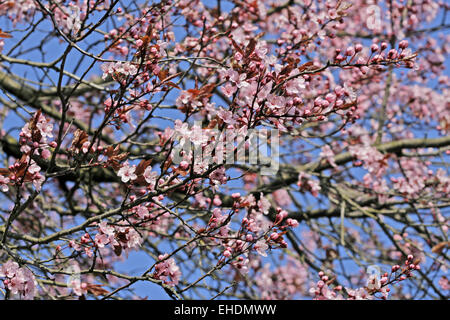 Fiori di ciliegio Foto Stock