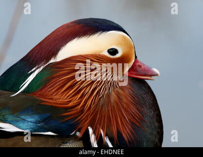 Maschi di Anatra di mandarino (Aix galericulata) close-up verticale, visto di profilo. Foto Stock