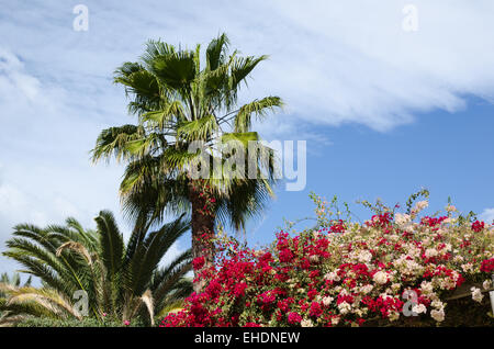 La bellezza dei fiori di colorati in rosso e bianco fiori da giardino di palme a Gran Canaria, Spagna Foto Stock