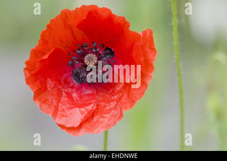 Klatschmohn - Papaver rhoeas Foto Stock