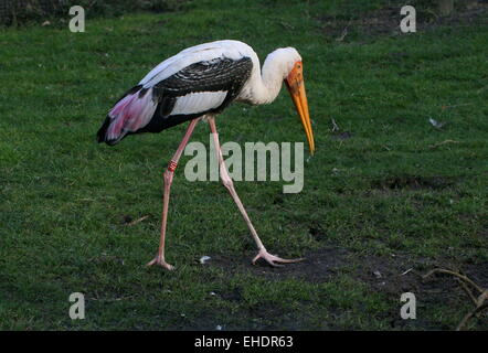 Dipinto di Stork (Mycteria leucocephala) passeggiate e foraggio Foto Stock