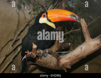 Comune o il trasduttore Toco Toucan (Ramphastos toco) originario del Sud America, captive bird a Rotterdam Blijdorp Zoo,i Paesi Bassi Foto Stock