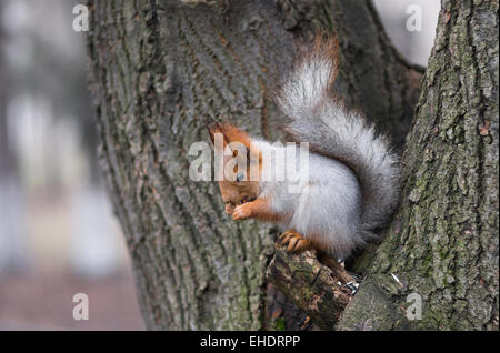 Eurasian scoiattolo rosso seduto su un ramo di albero e mangiare il dado. Foto Stock