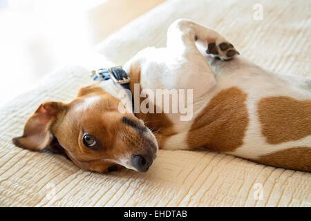 Grazioso cucciolo giocoso Foto Stock