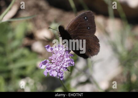 Grande Fuligginosa Satiro Foto Stock