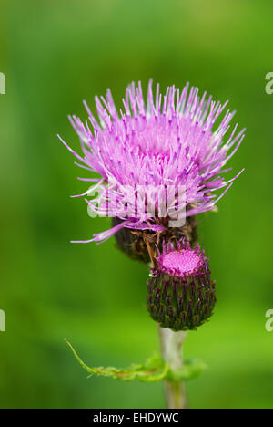 Selvatica piccola fiore rosa Foto Stock