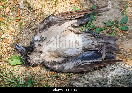 Una vista a volo di uccello sull morto un corvo sul terreno sdraiata sulla schiena. Foto Stock