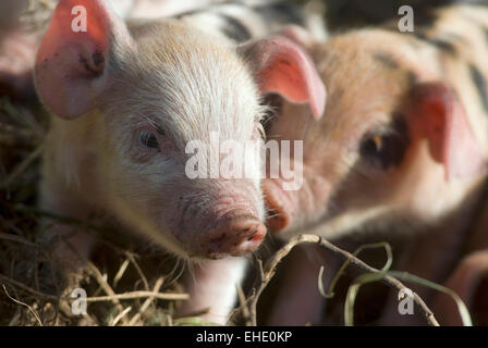 I suinetti(Sus scrofa domestica) su una fattoria biologica Wales UK Europa Foto Stock