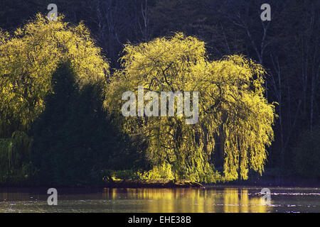 Salici piangenti, Borgogna, Francia Foto Stock