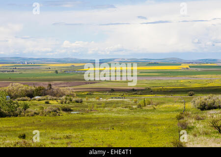 I campi di canola e terreni coltivati in Camas Prairie, Idaho County, Idaho durante la primavera. Foto Stock