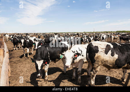 Holstein manzi su feedlot per ingrassare prima di essere inviati al macello per l'eventuale vendita ai mercati. La Junta, CO Foto Stock