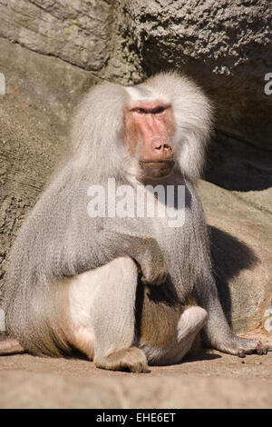 Hamadryas Baboon (Papio hamadryas) Foto Stock