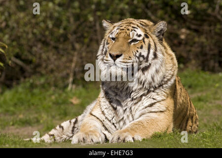 Siberiano della tigre Foto Stock