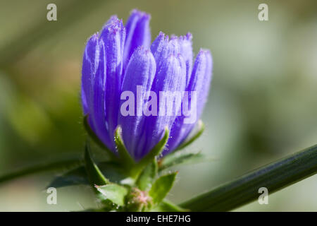 Gemeine Wegwarte - Cichorium intybus Foto Stock