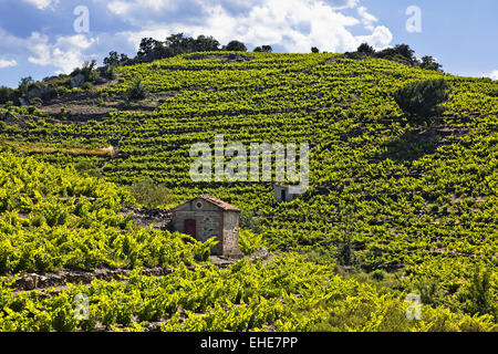 Paesaggio di vino Collioure, Roussillon, Francia Foto Stock