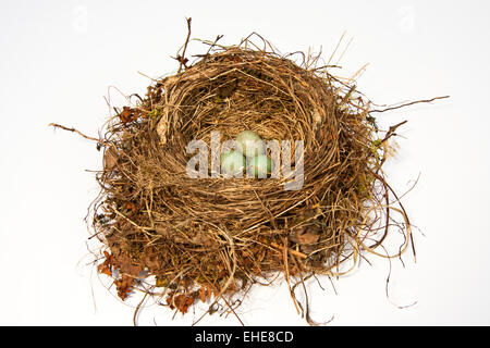 Vogelnest, Bird's Nest Foto Stock
