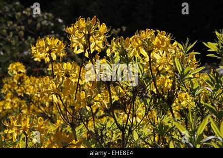 Rododendro Foto Stock