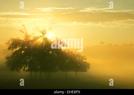 Sunrise e la nebbia di mattina, Francia Foto Stock