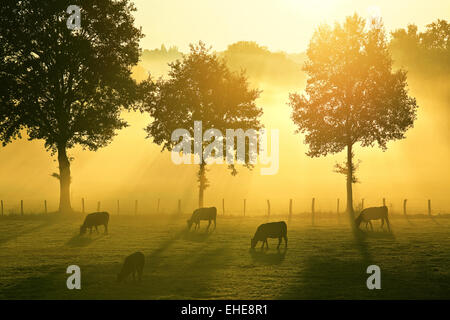 Velo di nebbia di sunrise, Francia Foto Stock