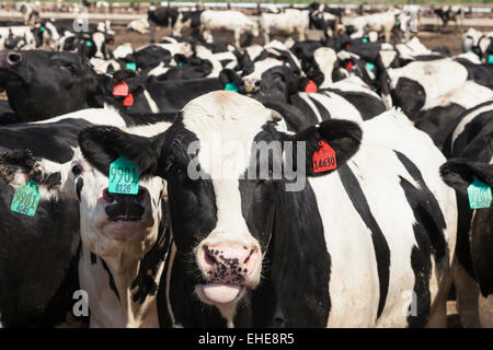 Holstein manzi su feedlot per ingrassare prima di essere inviati al macello per l'eventuale vendita ai mercati. La Junta, CO Foto Stock